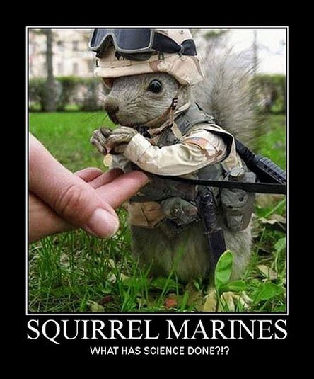 Squirrel Marines