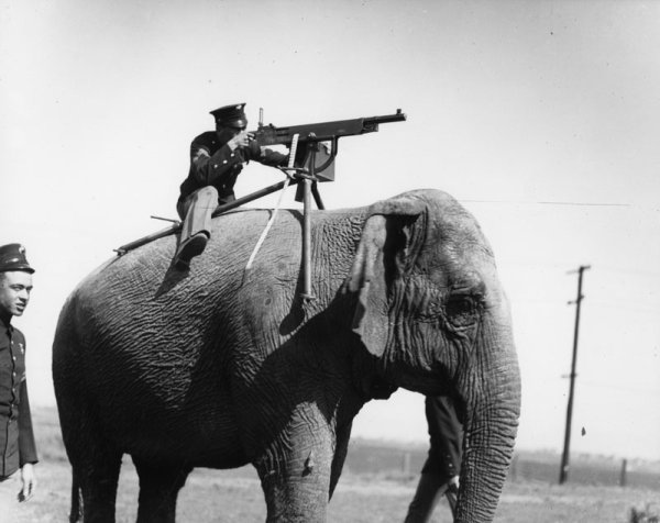 Assault Elephant