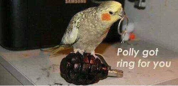 Polly Got Ring For You