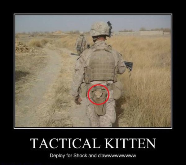 Tactical Kitten
