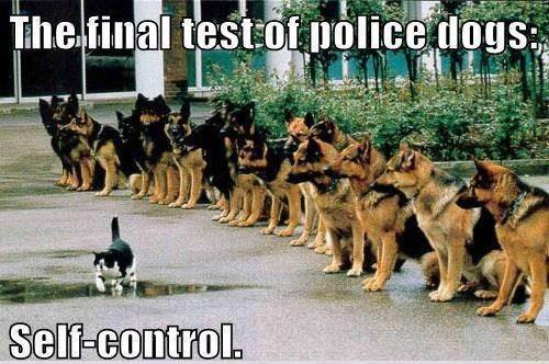 The Final Test For Police Dogs