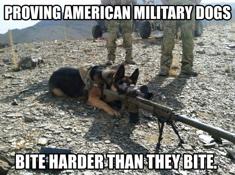 Proving American Military Dogs