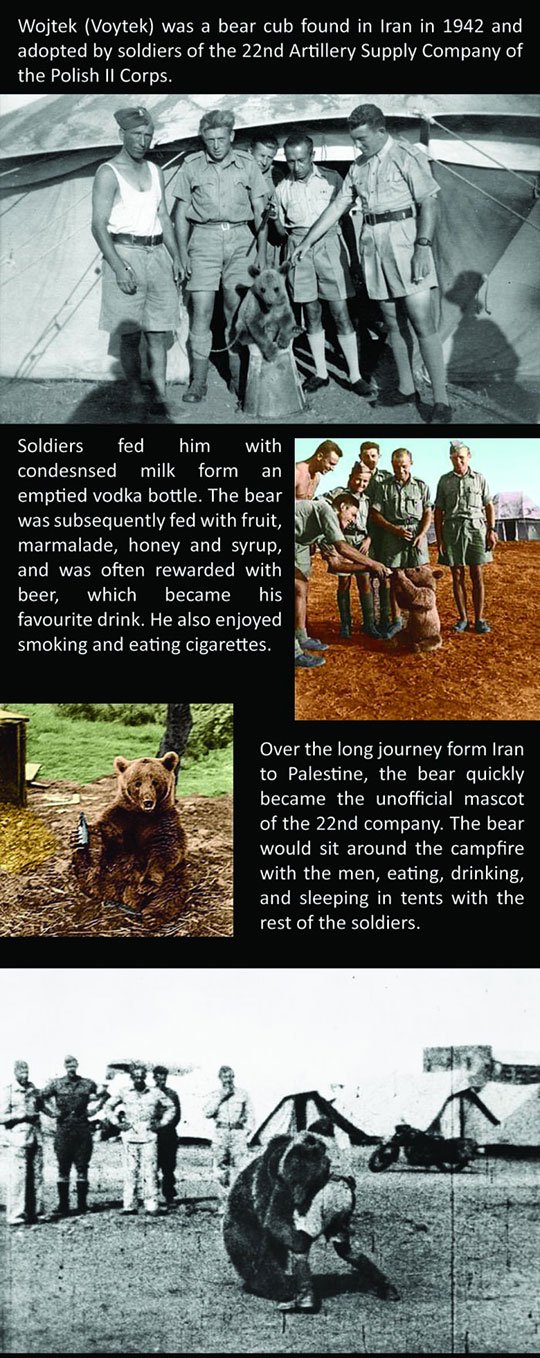 The Amazing Story Of Voytek The Soldier Bear