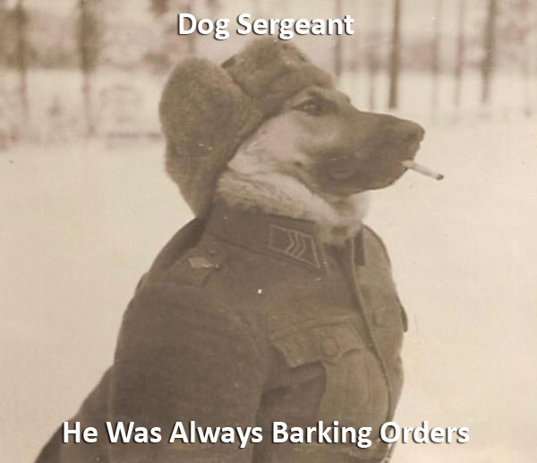Dog Sergeant