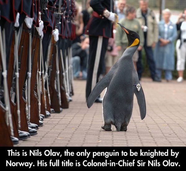Colonel Penguin - Military humor