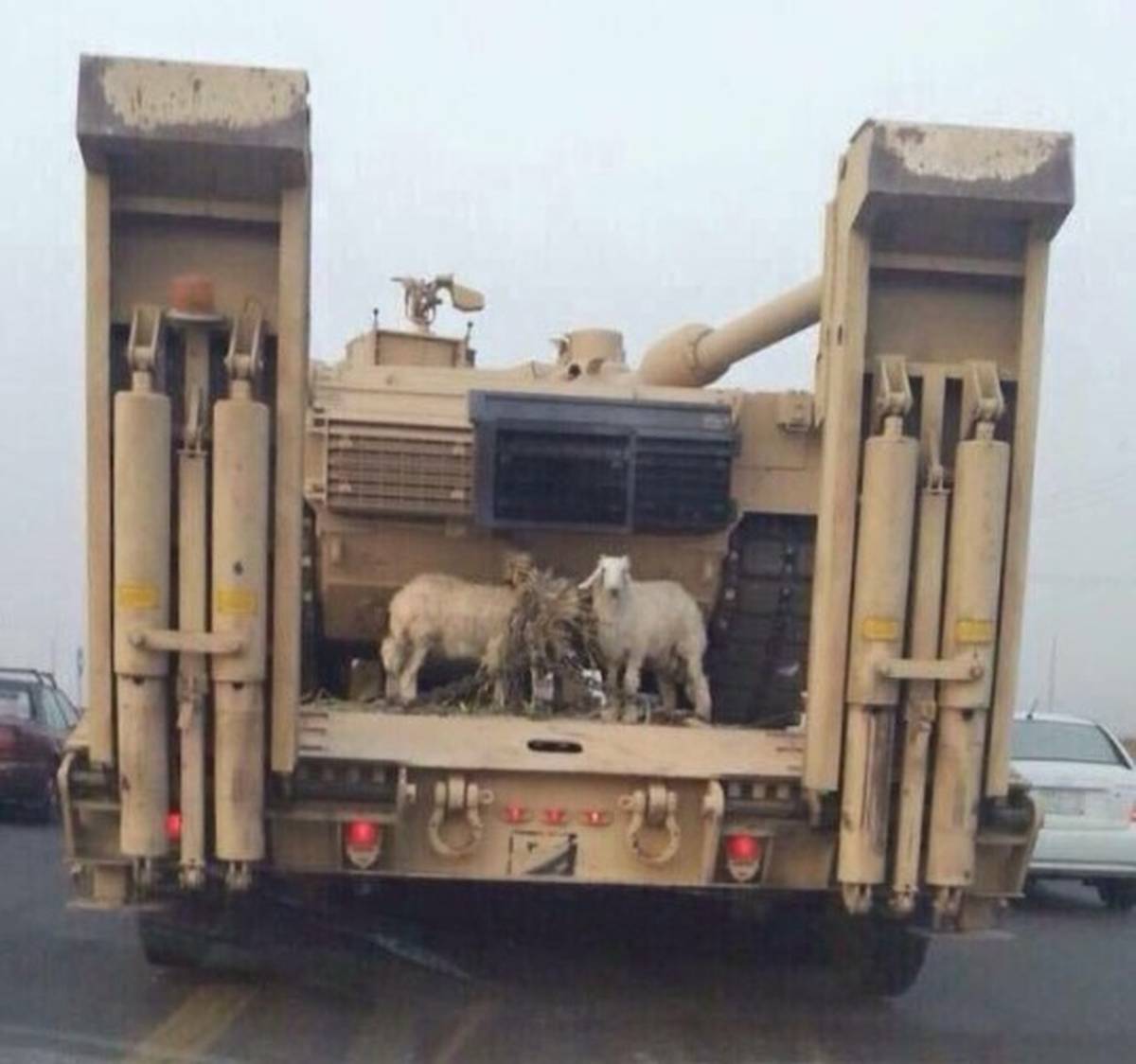 Military humor Main battle goat