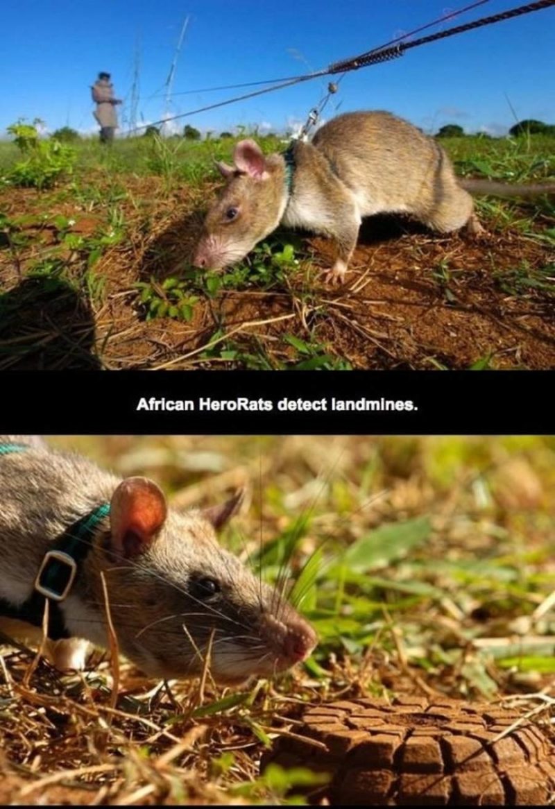 Гамбийская хомяковая крыса