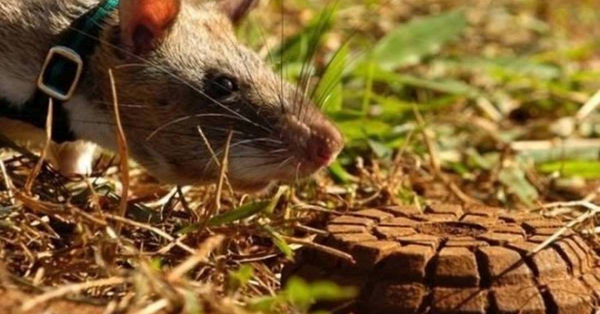 African Hero Rats Detect Landmines